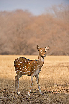斑点,鹿,轴,花鹿,雌性,拉贾斯坦邦,国家公园,印度,亚洲