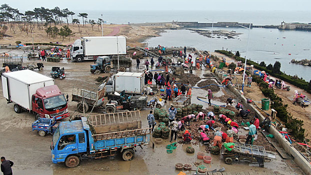 山东省日照市,扇贝海虹新鲜上岸,渔民繁忙有序分拣加工发往全国各地