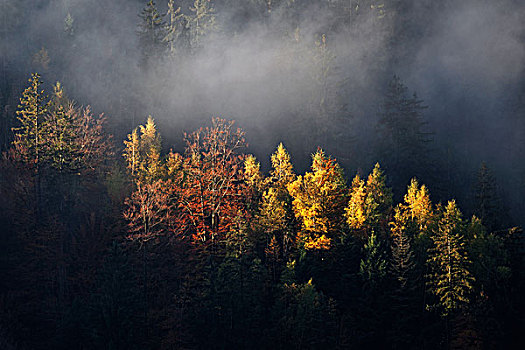 秋日树林,树,雾气,巴特辛德朗,巴伐利亚,德国,欧洲