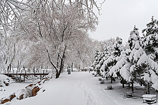 雪地,雾凇,树林,道路