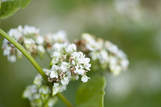 荞麦,花