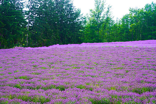 紫色土作物图片