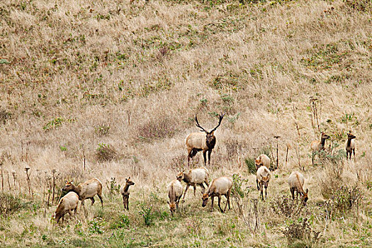 麋鹿,鹿属,鹿,强势,公牛,眷群,雷斯岬,国家海岸,加利福尼亚