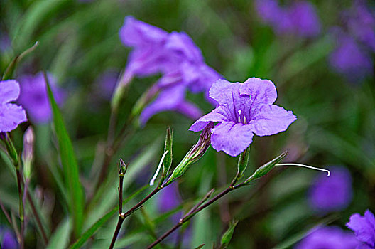 翠芦莉花近摄