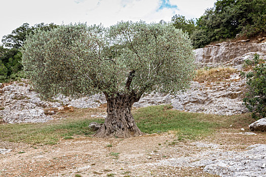 古老,橄榄树,法国