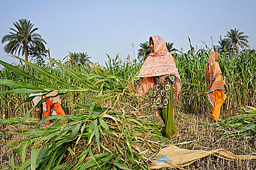 女人,穿,彩色,长袍,收获,玉米,乡村,靠近,旁遮普,巴基斯坦,亚洲