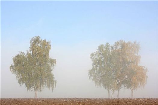 桦树,围绕,雾,秋天