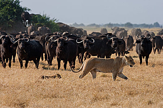 非洲狮,水牛,博茨瓦纳