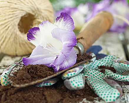 紫罗兰,花,花园,手铲,土地