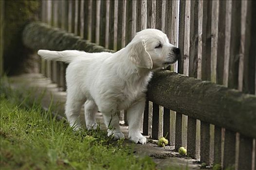 金毛猎犬,小狗,站立,看穿,栅栏