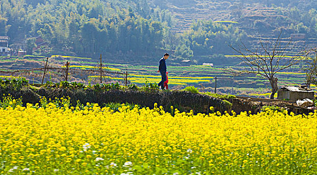 婺源,春天,油菜花,徽派,建筑,篁岭,晒秋,风情,风景,风光,乡村,民居