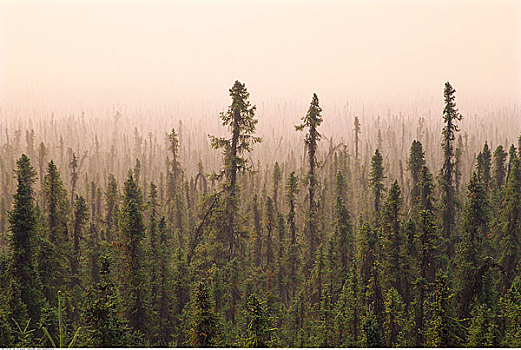 烟雾,树林,育空,加拿大