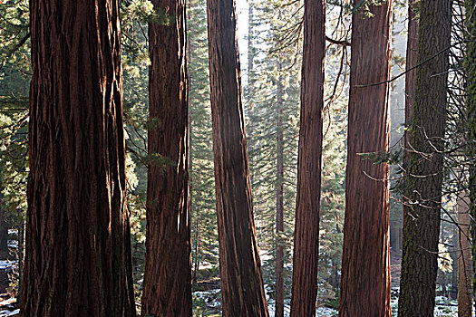 红杉林,美洲杉,国王峡谷,国家公园,加利福尼亚,美国