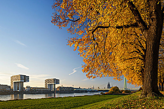 风景,莱茵河,起重机,房子,科隆大教堂,联合国教科文组织,科隆,北莱茵威斯特伐利亚,德国,欧洲