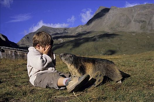 阿尔卑斯山土拨鼠,旱獭,孩子,隐藏,淘气,土拨鼠
