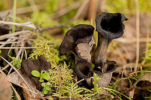 黑色,喇叭,蘑菇