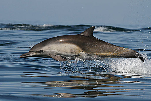 常见海豚,真海豚,跳跃,峡岛,加利福尼亚