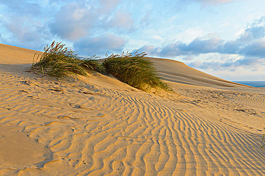 沙丘,北方,日德兰半岛,丹麦