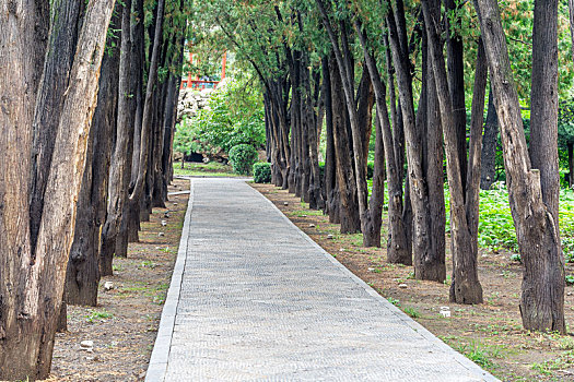 林荫路园林景观,山西太原晋祠公园