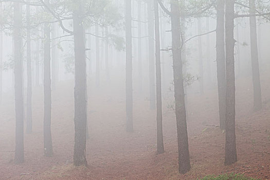 树,雾状,树林