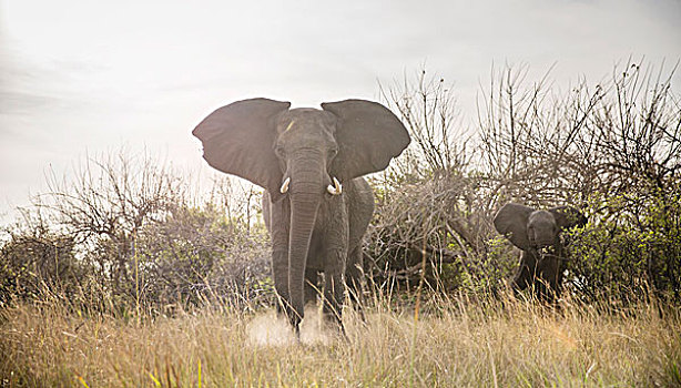 非洲象,幼兽,国家公园,区域,纳米比亚,非洲