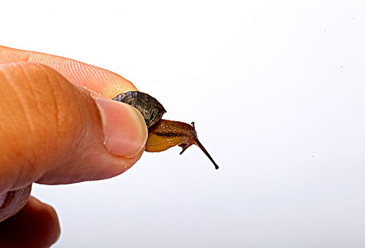 手拿着小蜗牛