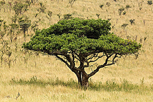 一个,刺槐,塞伦盖蒂国家公园,坦桑尼亚