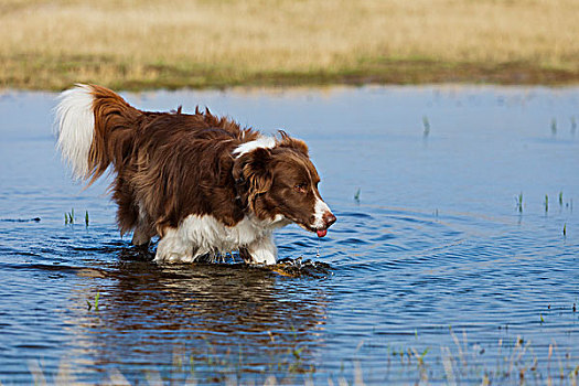 博德牧羊犬,饮用水,水塘