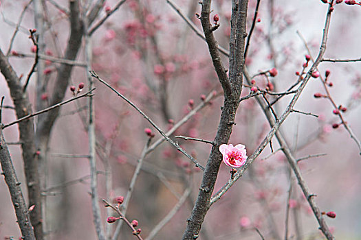 碧桃花开