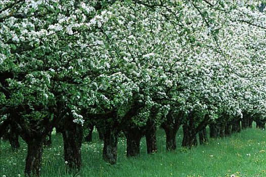 盛开,苹果树,苹果,植物,巴登符腾堡,德国