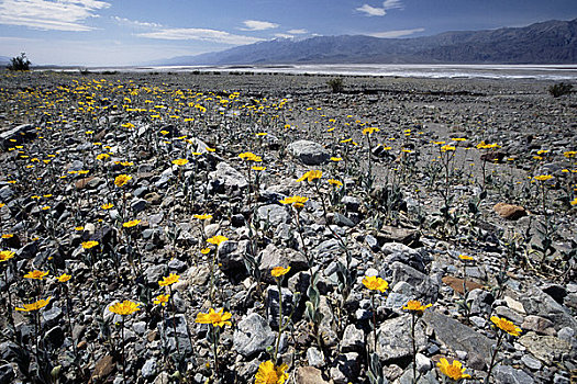 荒芜,向日葵,死谷,死亡谷国家公园,加利福尼亚,美国