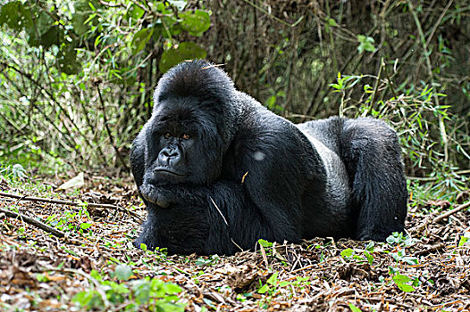 山地大猩猩,大猩猩,银背大猩猩,休息,国家,卢旺达
