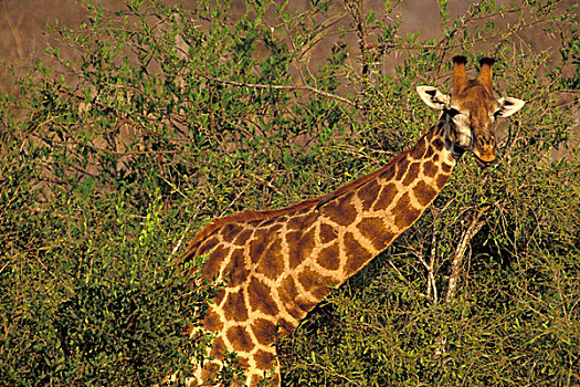 非洲,南非,国家公园,长颈鹿