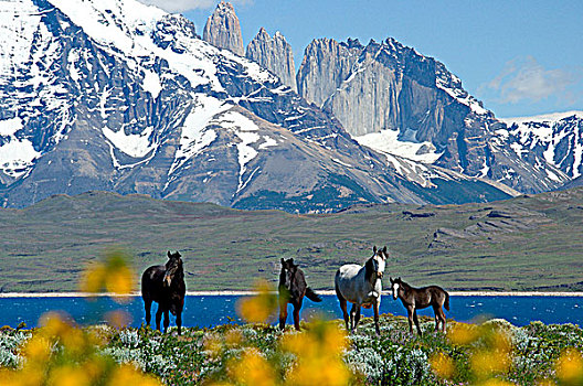 野马,漫游,大牧场,正面,大,托雷德裴恩国家公园,南方,巴塔哥尼亚