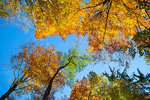 秋天,树梢,树荫,蓝天,仰视