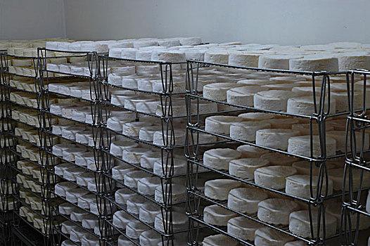 牛奶,卡门贝软质乳酪,奶酪,成熟,架子,房间