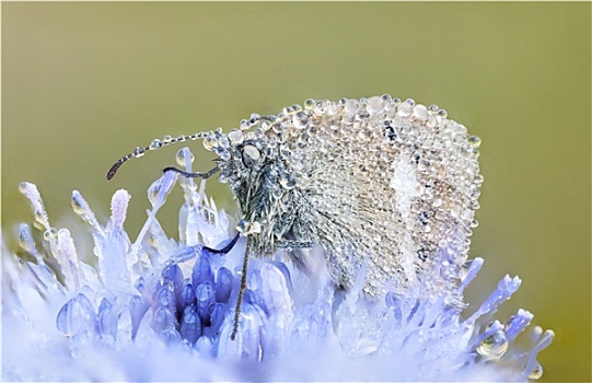 湿,蝴蝶,蓝花