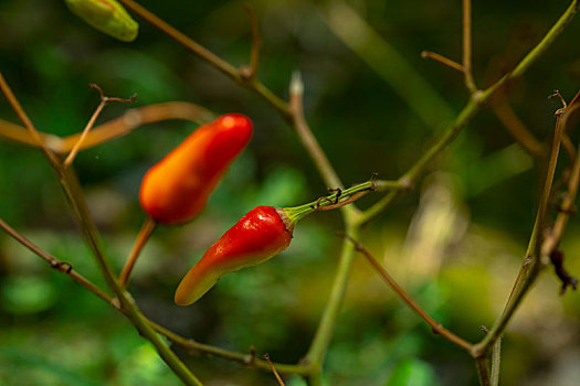 小米辣,又名小米椒,产于中国大陆的云南,是制作泡椒的主要材料