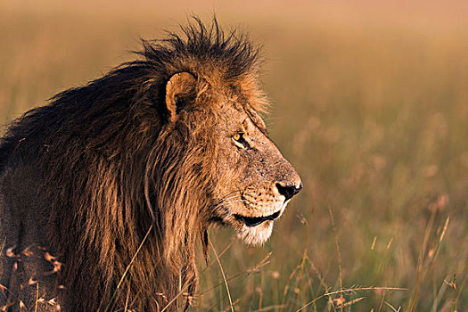 雄性,狮子,头像,晨光,马赛马拉,肯尼亚,非洲