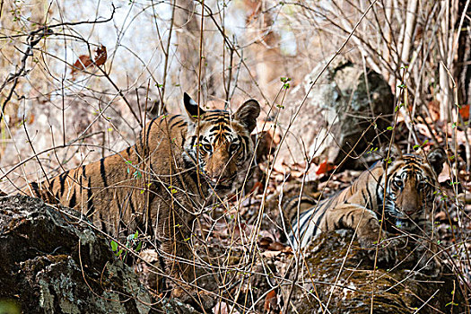 孟加拉虎,幼兽,虎,班德哈维夫国家公园,印度