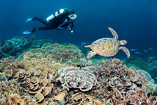 潜水,珊瑚礁,不同,石头,珊瑚,绿海龟,龟类,大堡礁,太平洋,澳大利亚,大洋洲