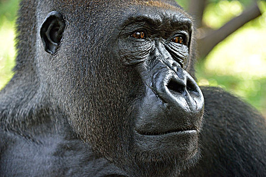 西部低地大猩猩,大猩猩,动物,雄性,银背大猩猩,俘获,西南,区域,喀麦隆,非洲