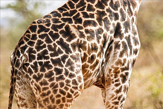 罗特希尔德长颈鹿,长颈鹿,萨布鲁国家公园,肯尼亚,非洲