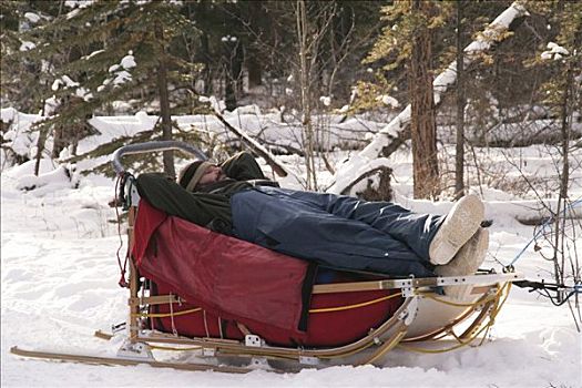 男人,睡觉,狗拉雪橇,育空地区,加拿大