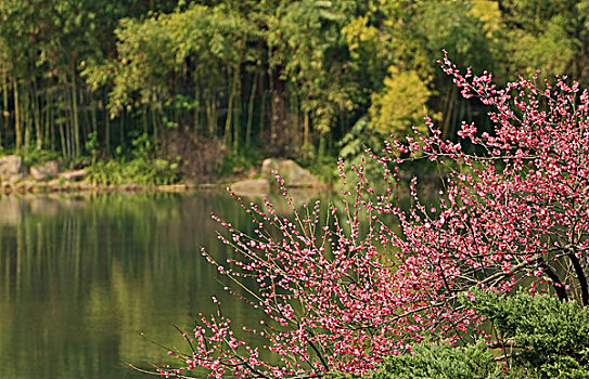 梅花,竹林