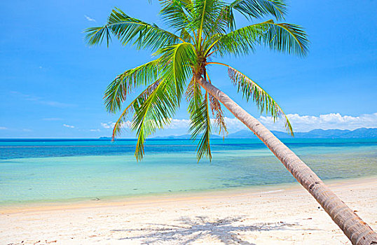 海滩,椰树