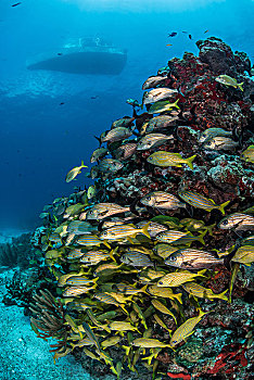 加勒比,鱼,礁石,船,剪影,表面,波多黎各,莫雷洛斯,墨西哥