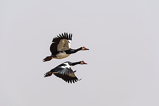 鹅,两个,飞行,焦奇,国家公园,塞内加尔,非洲