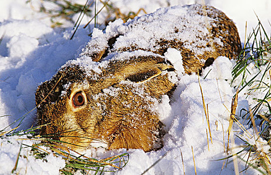 欧洲,棕兔,欧洲野兔,卧,低,雪中
