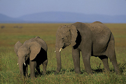 肯尼亚,马赛马拉,草地,大象,幼仔,3岁